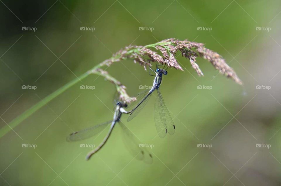 Dragonflies Nature's Love Call
Taken at Iles-De-La-Madeleine, Quebec.