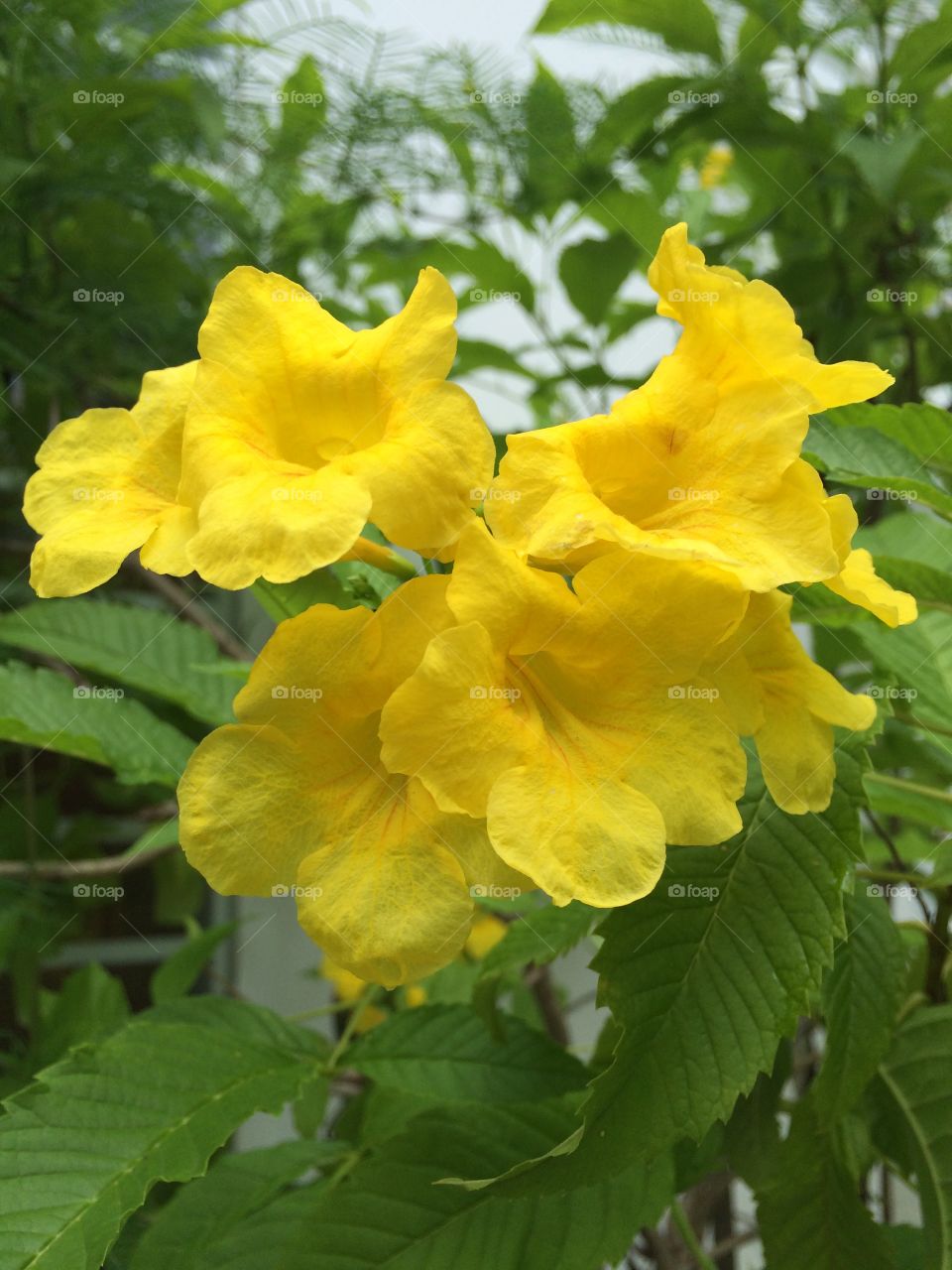 Close-up of yellow flowers