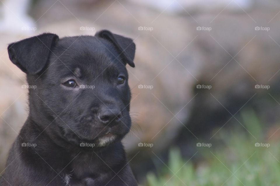 Black puppy , pit bull mix