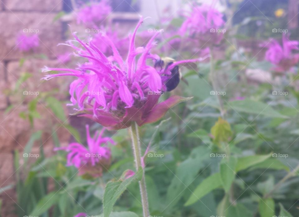 Bee Balm