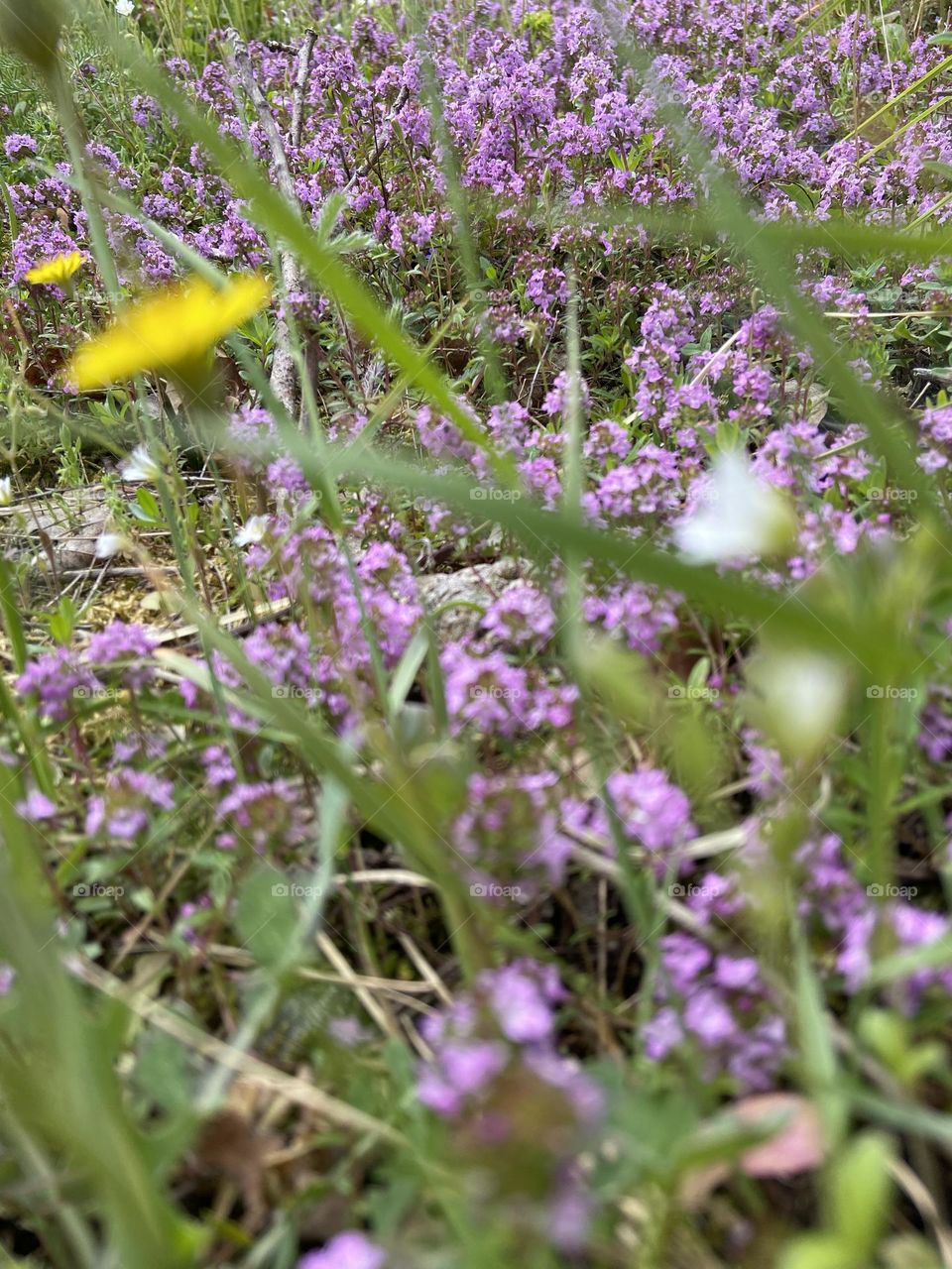 A colorful carpet of purple, yellow, and white springtime wildflowers flowers in a lovely Croatian meadow.