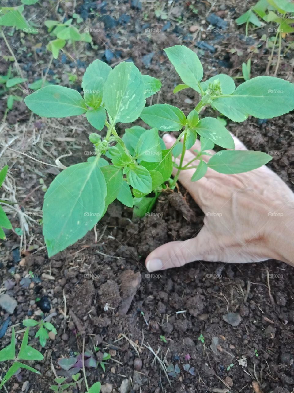 planting basil in the ground