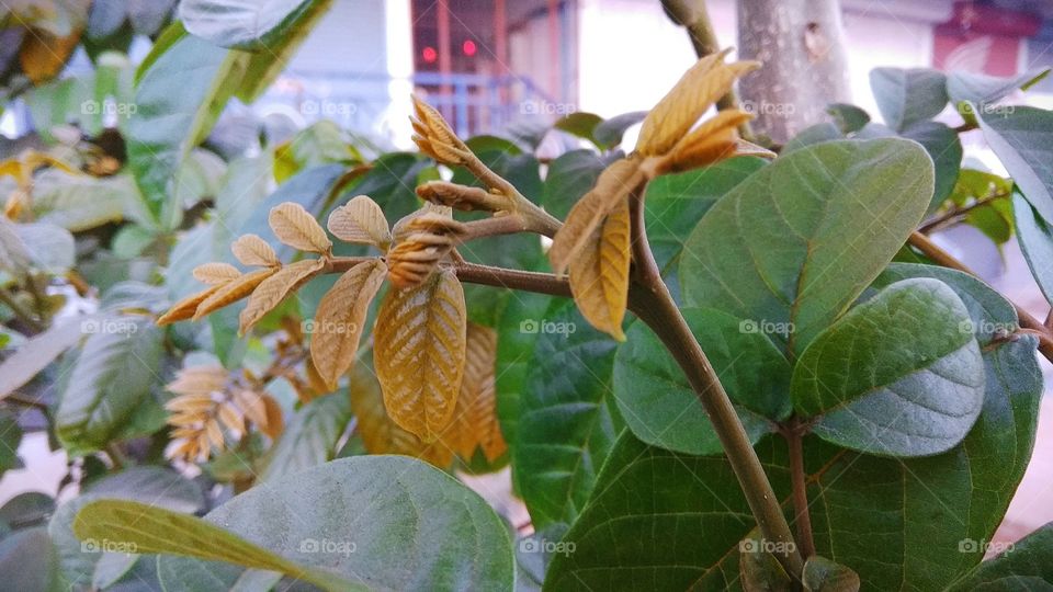 Coloring with Palash flower leaves