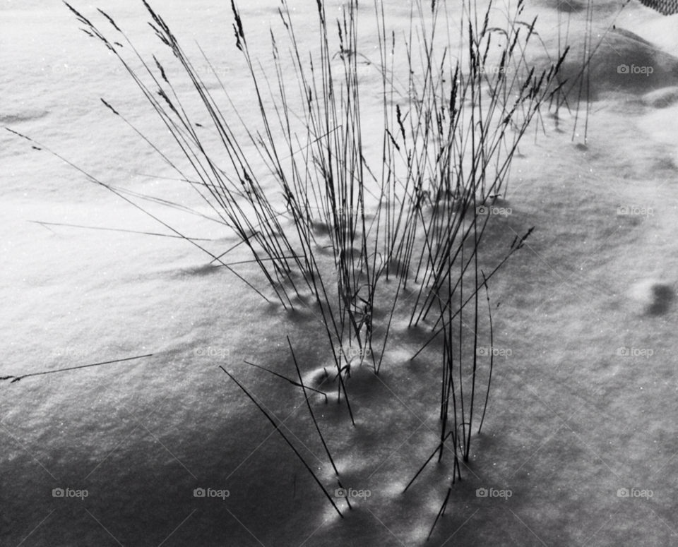 snow winter grass walk by Nikita80