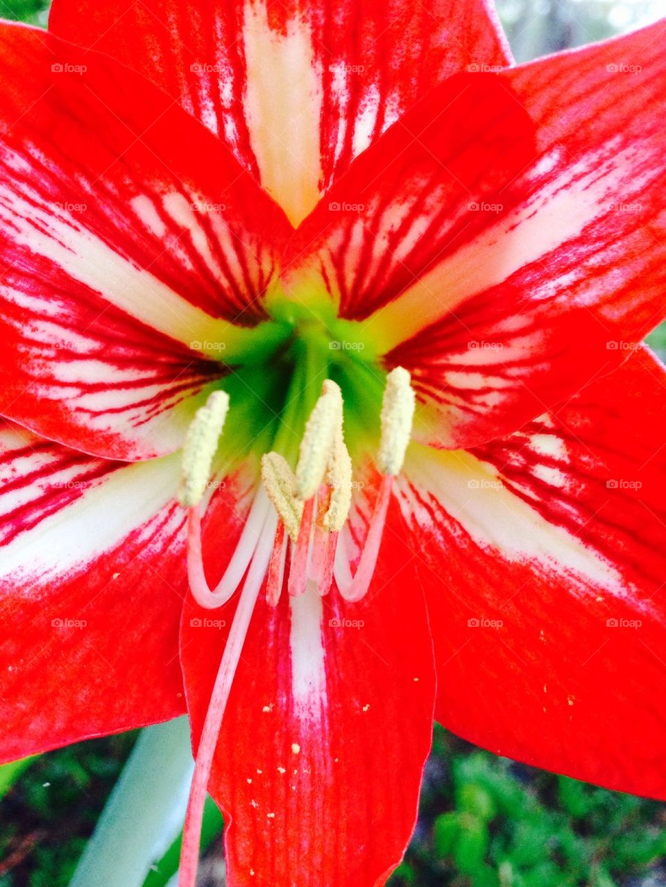 Red Lilly close up