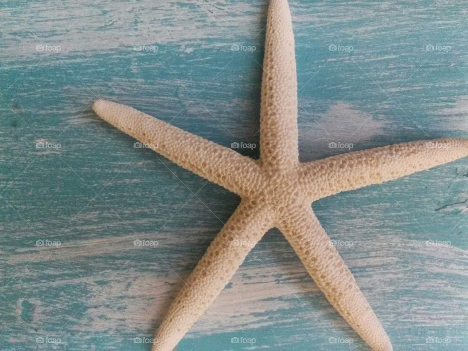 starfish in the sky 