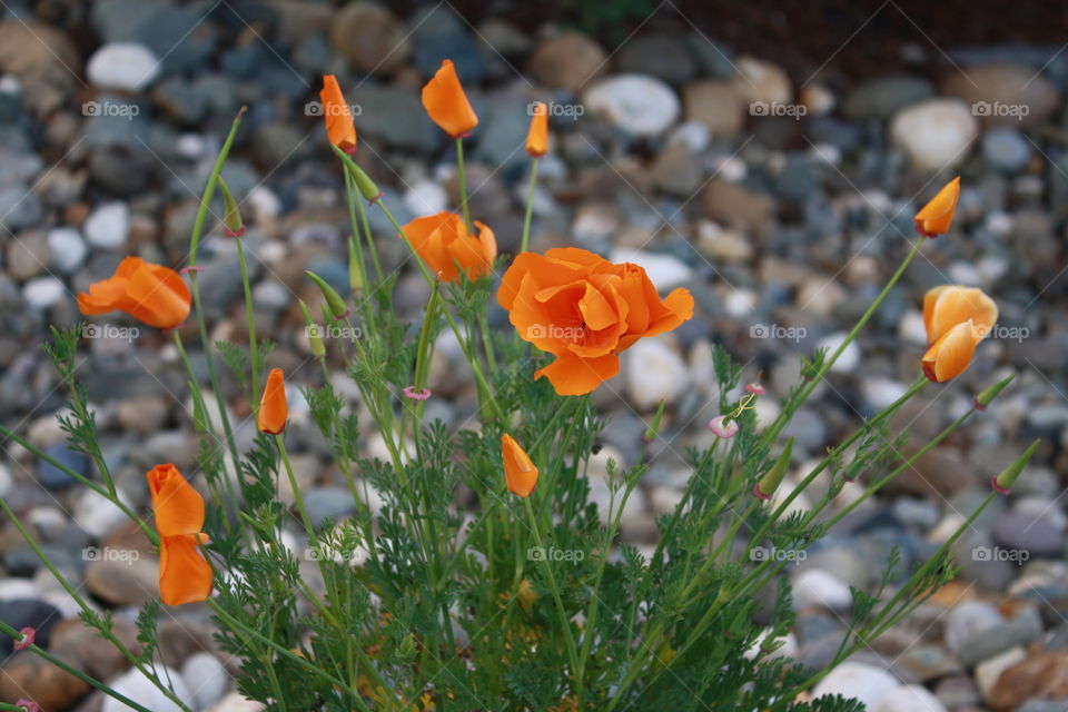 Orange Poppy Flowers 