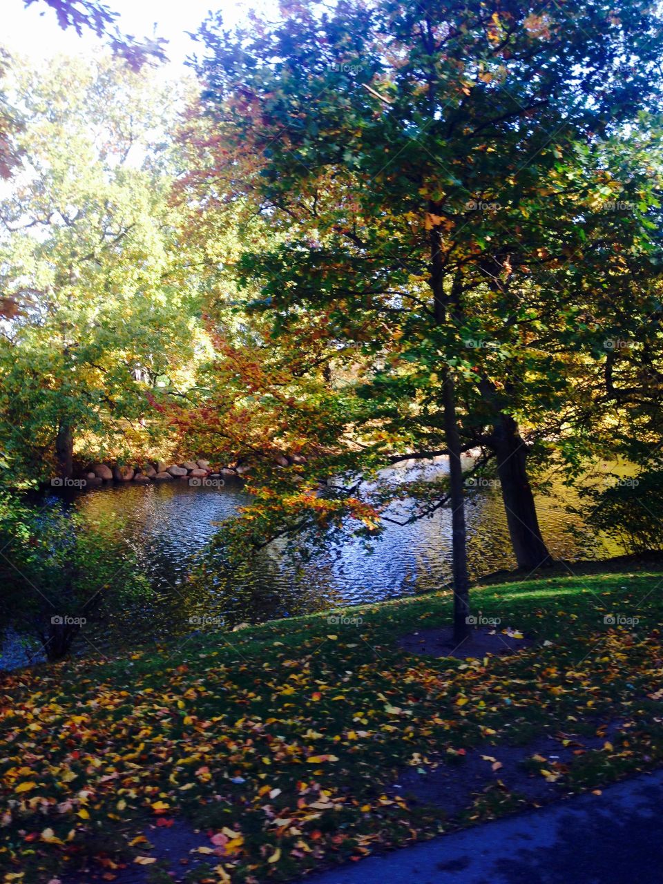 Tree, Leaf, Landscape, No Person, Fall