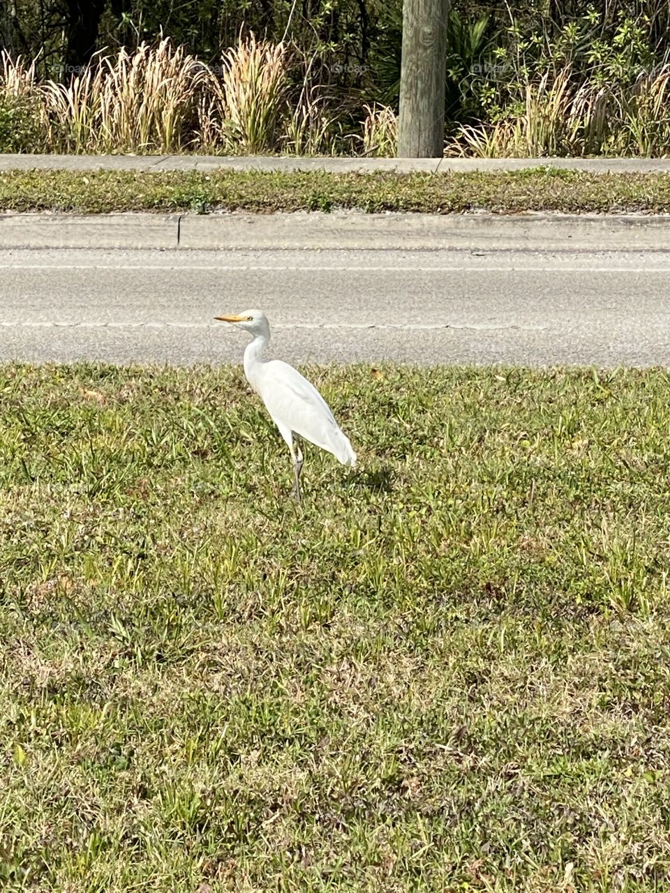 Egret looking for a meal 