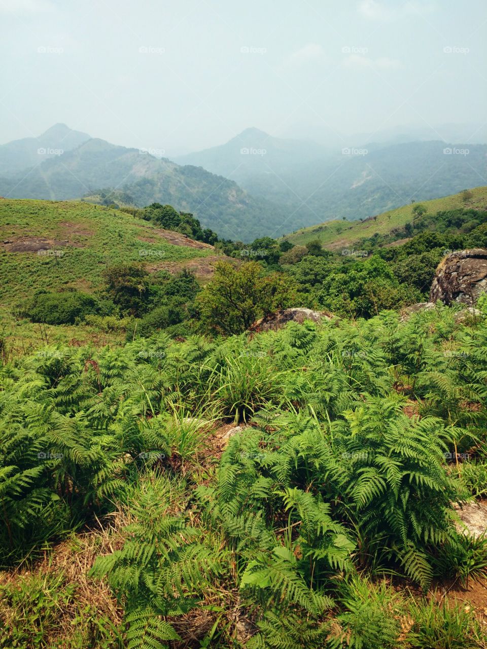 deep green valley