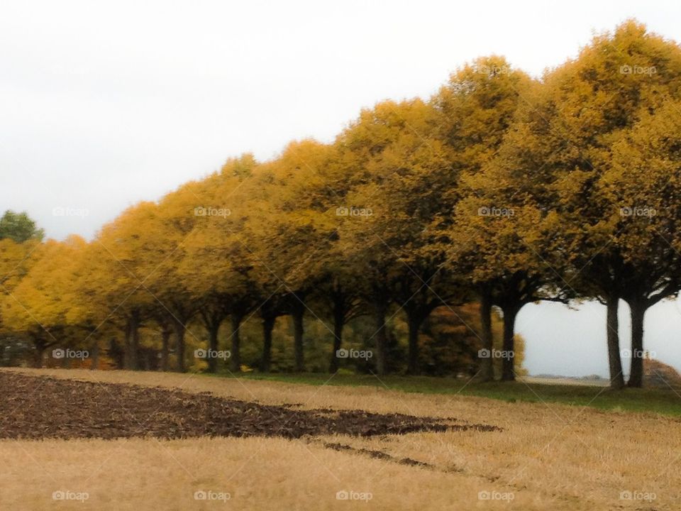 Autumnleafs in the alley