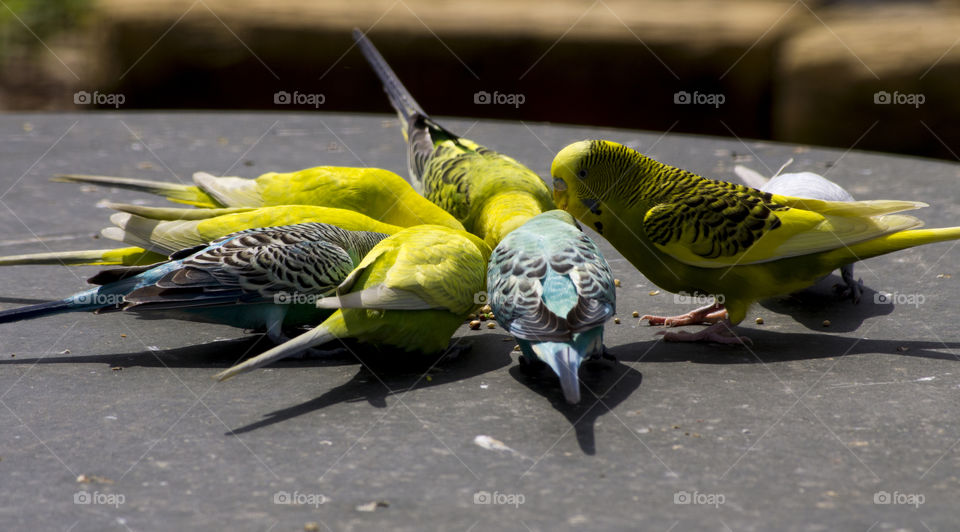 Fauna: budgies feeding