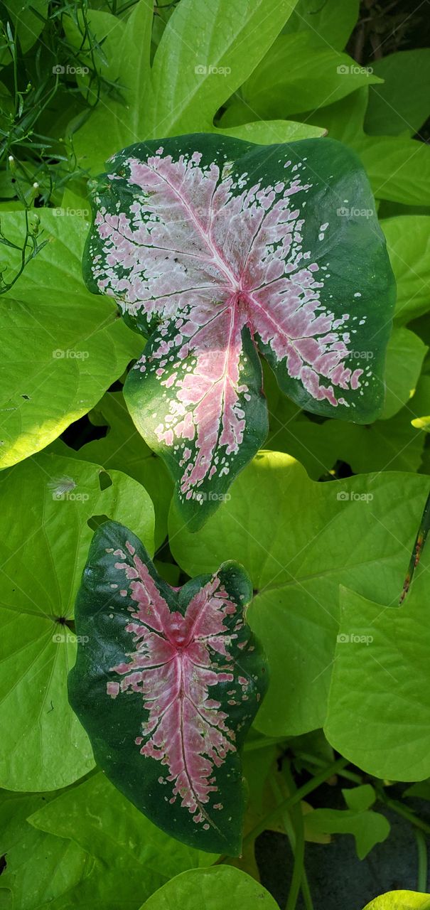 Alocasia