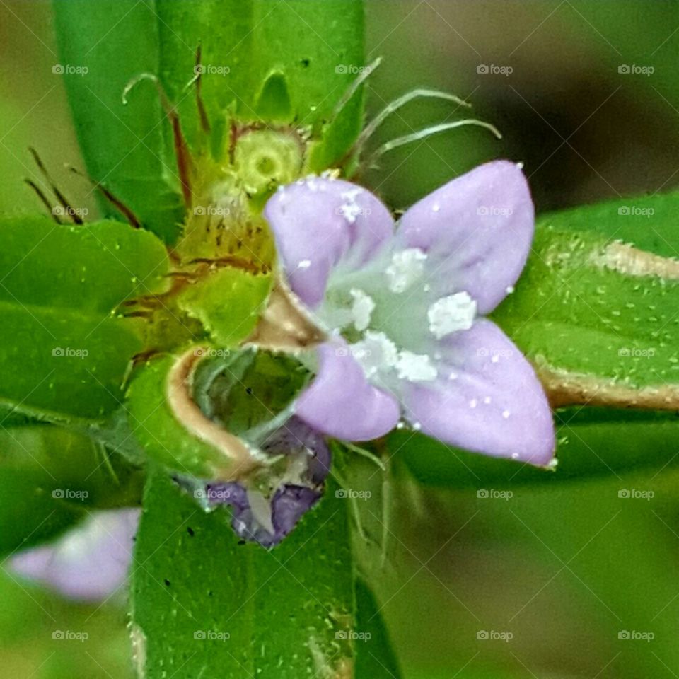 Leaf, Nature, Flower, Flora, No Person