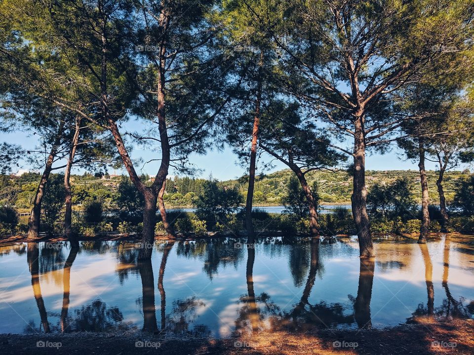 Amazing view of the green pine trees reflected in the lake at the Adriatic seaside, Slovenia.