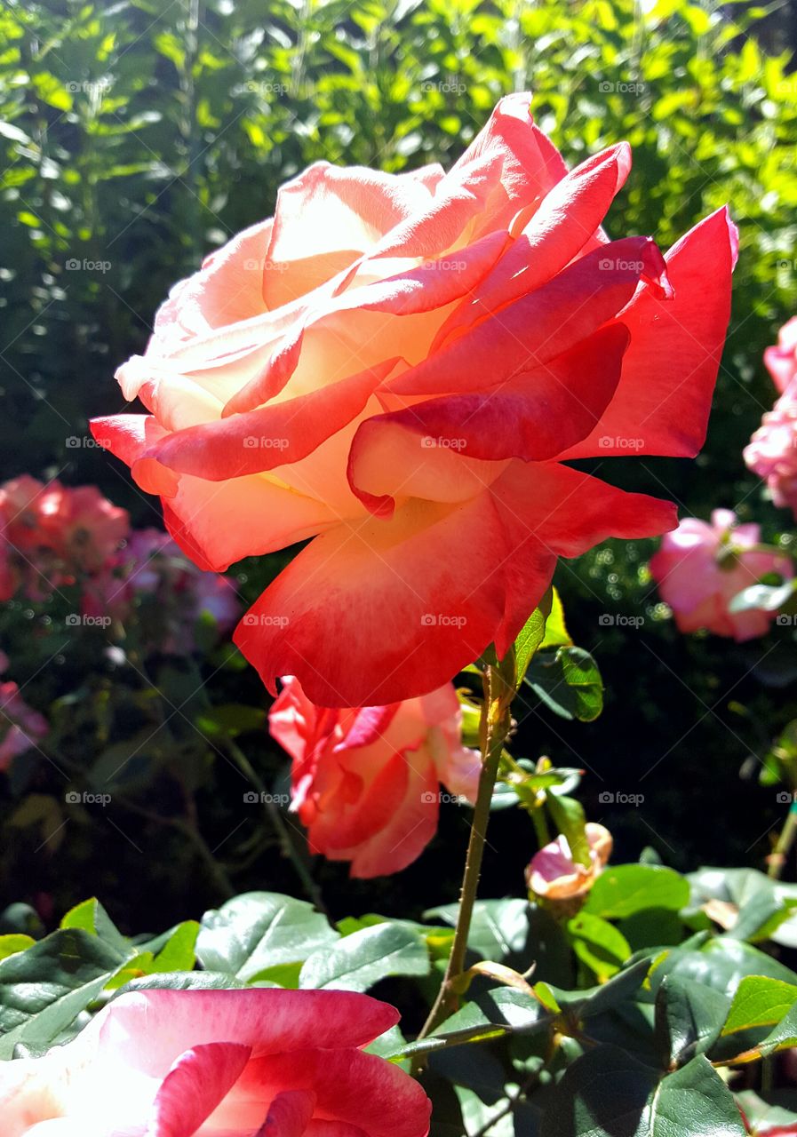 Rose in bloom.