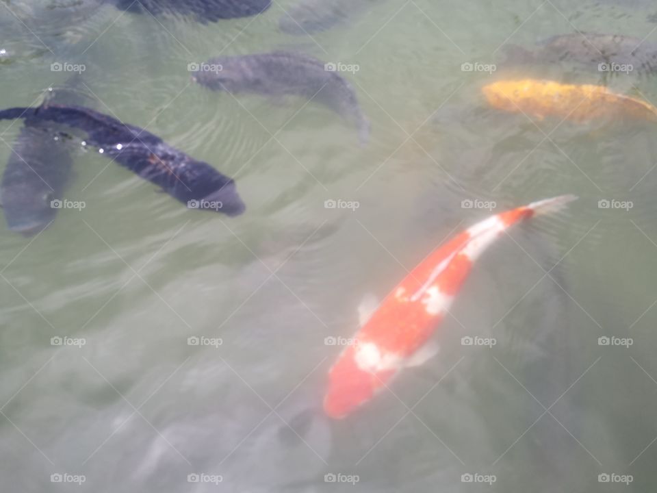 Fancy​ carp​ koi fish​