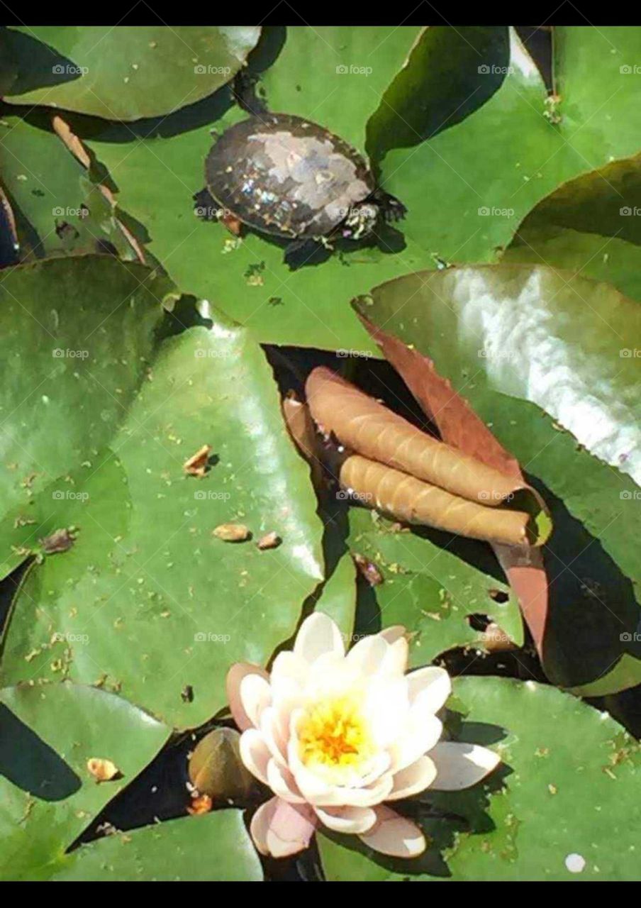 Turtle on the leaf