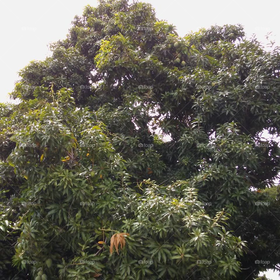my mango tree