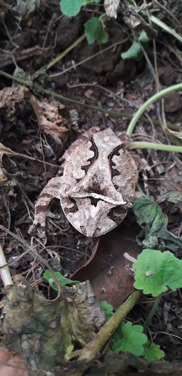 frog