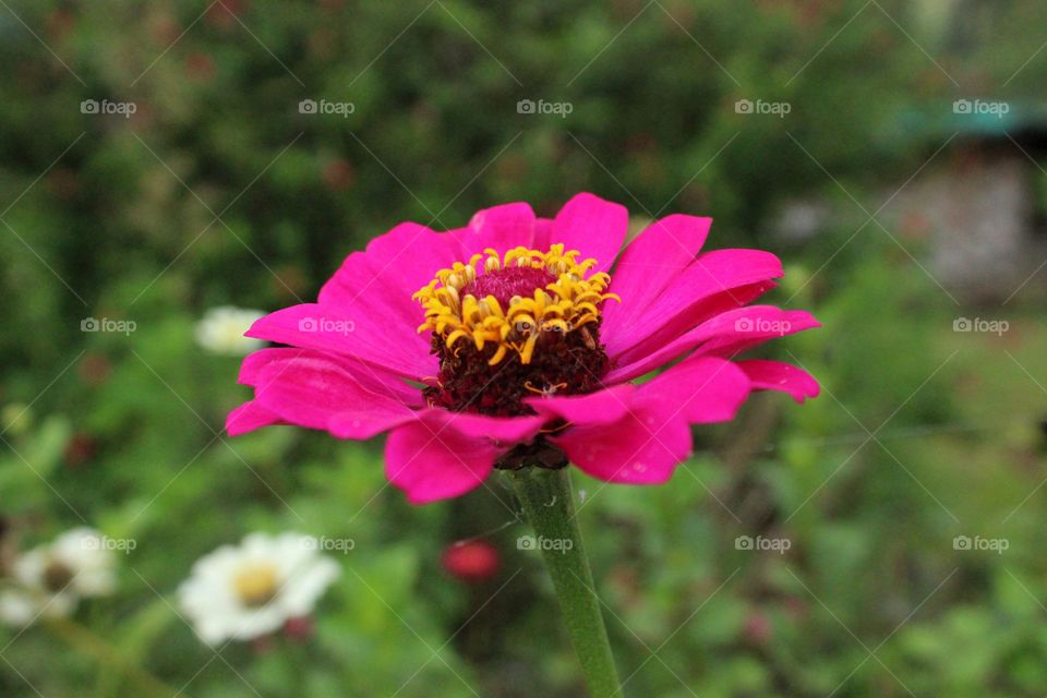 Beautiful flower
