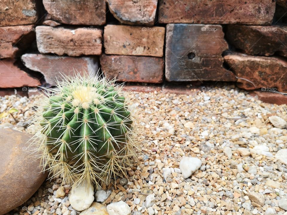 Cactus​ tropical​ plant​
