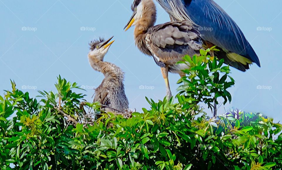 Great Blue Heron Mother and her two chicks in their treetop nest.