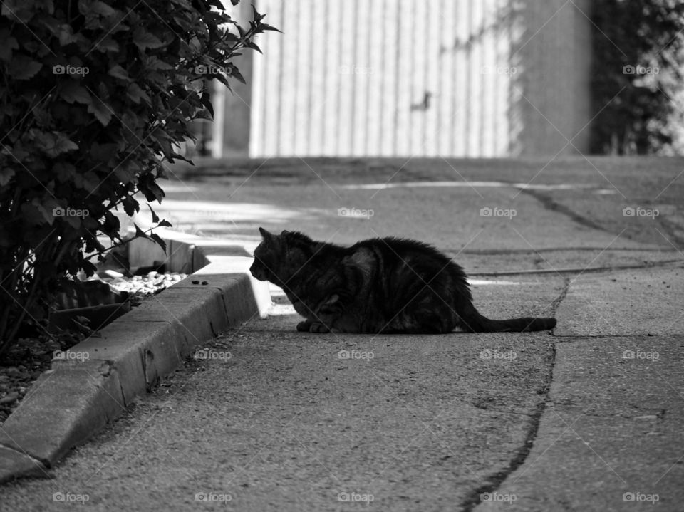dark cat laying on the street