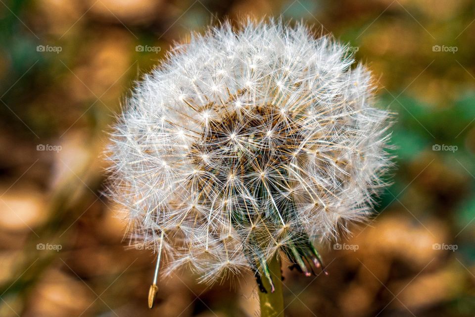 dandelion