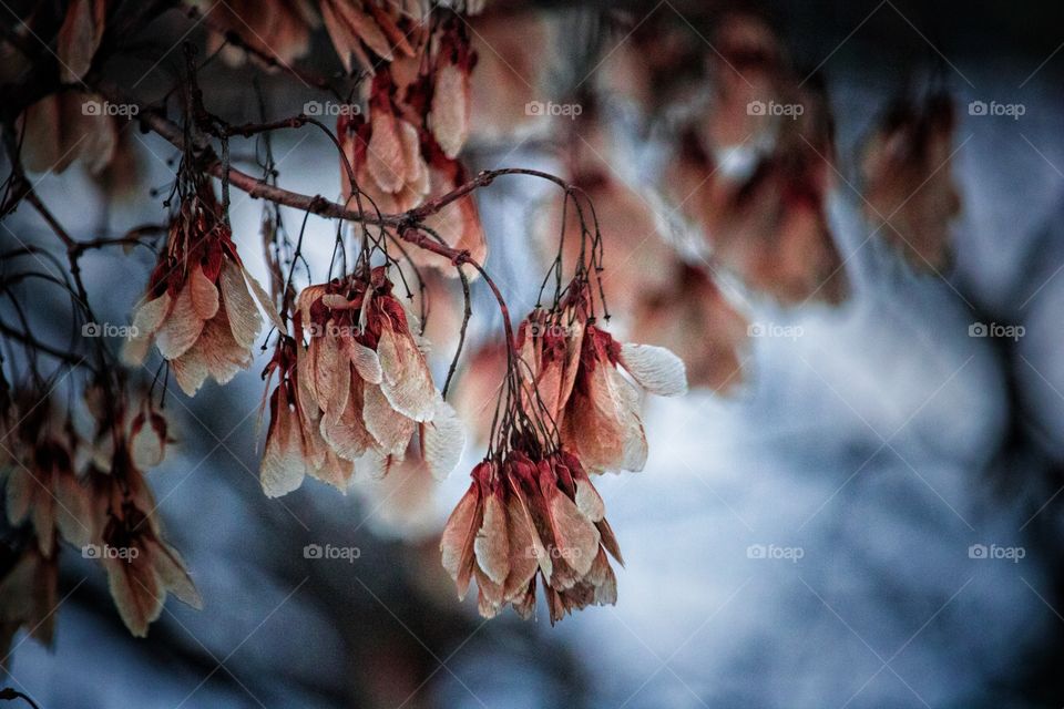 Frost flowers 