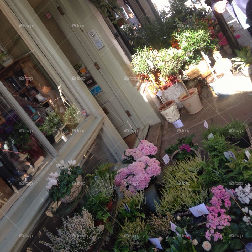 Sun and shade. Hampstead neighbourhood, street flower market, coffee shops