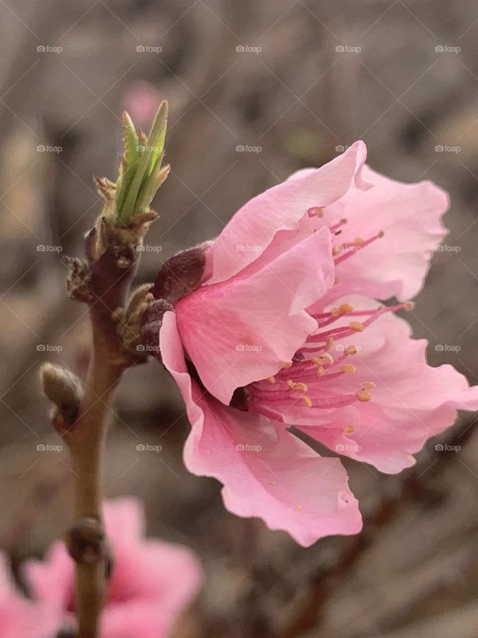 Peach flower and new leafs
