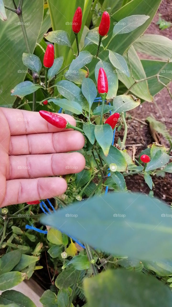 Organic Chili Pepper Jalapeño