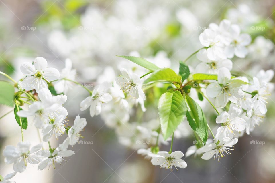 Sunlight on flowers