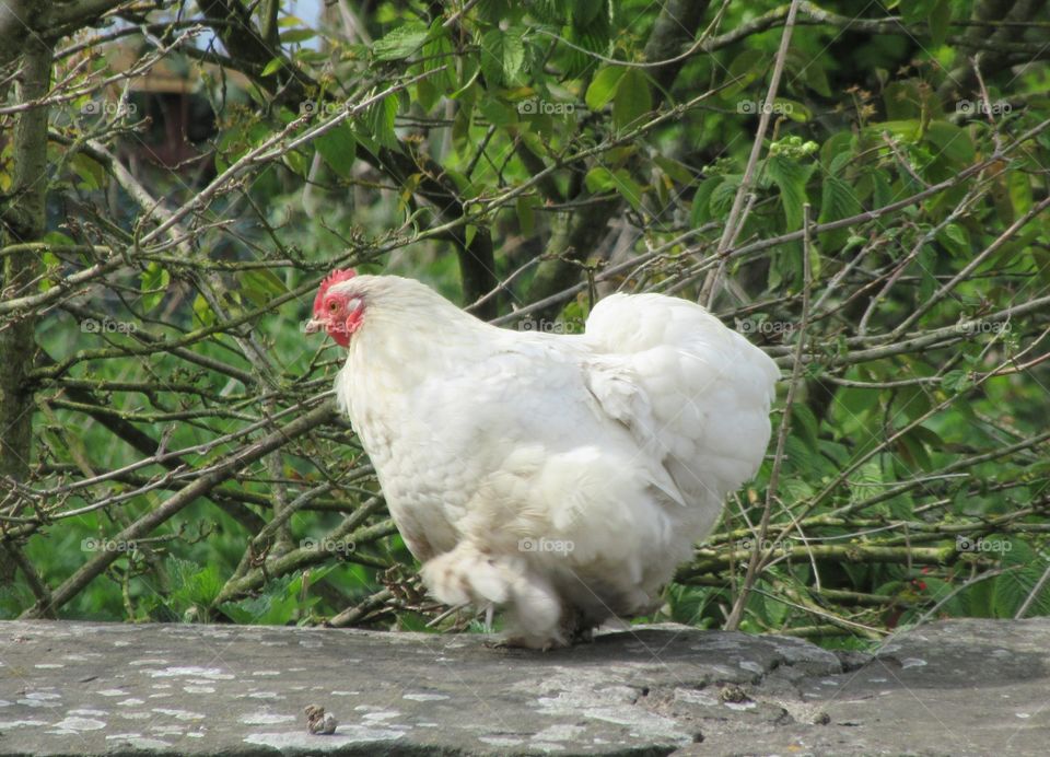 A chicken taking life in his stride and looking like he is wearing trousers with his fluffy feathers😂