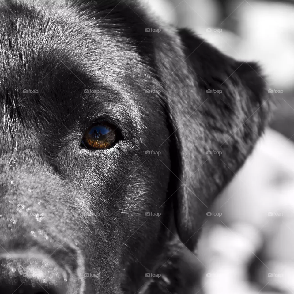 Eye