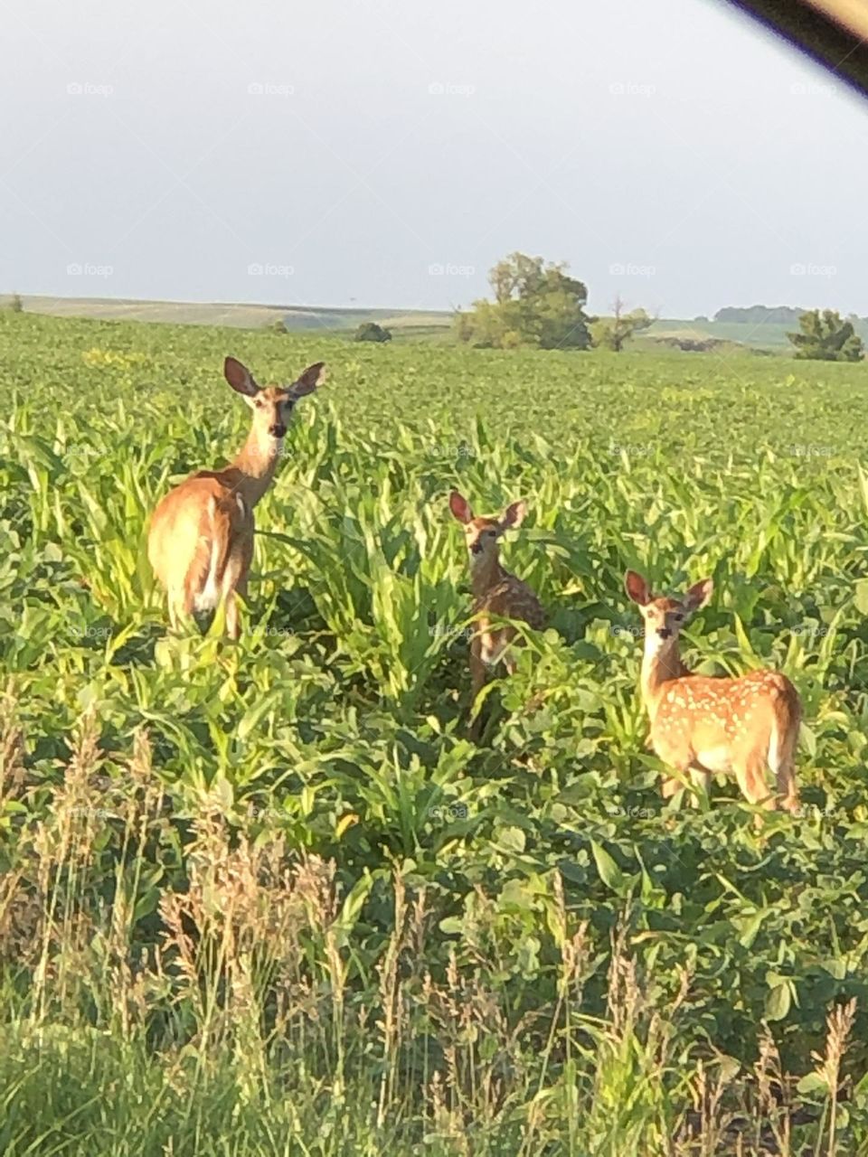 Life is beautiful with deer. 