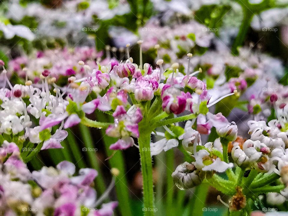 Beautiful backyard flower garden