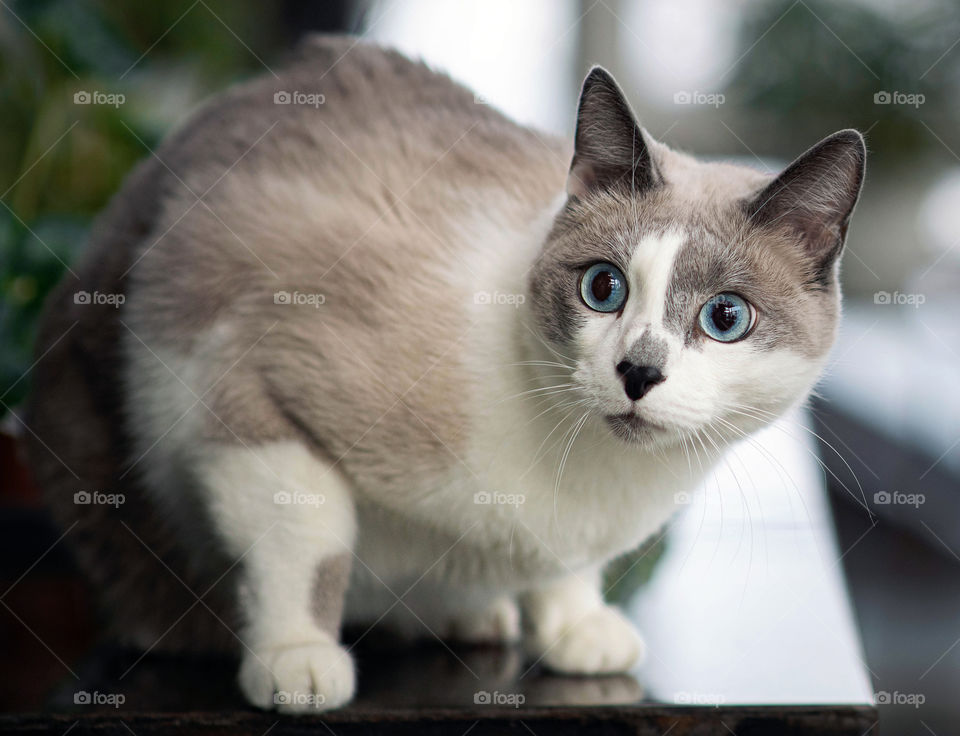 The cat with funny blue eyes