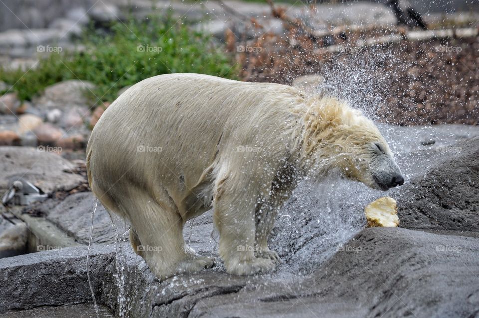 Polar Bear