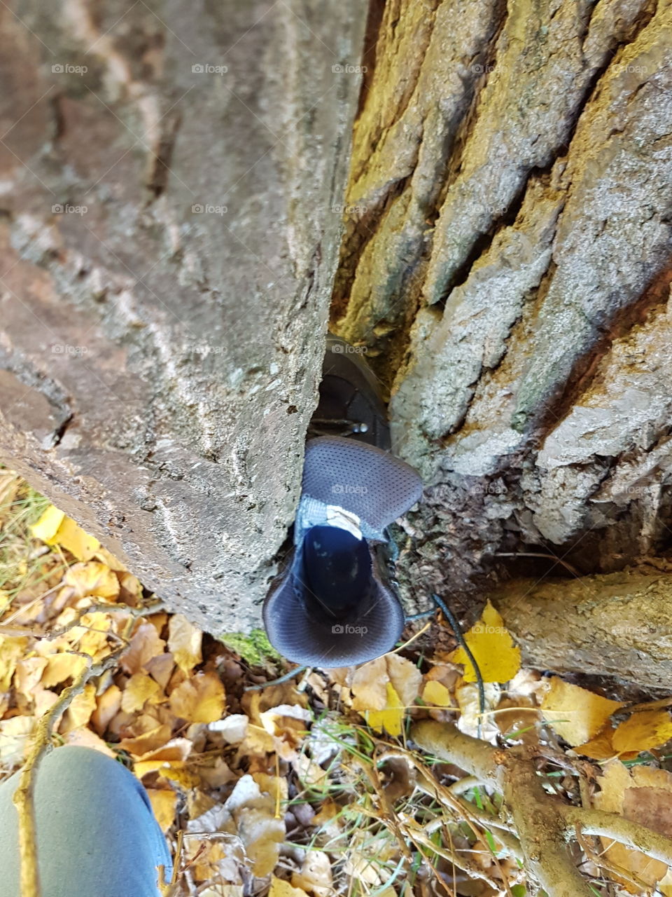 shoe stuck in tree