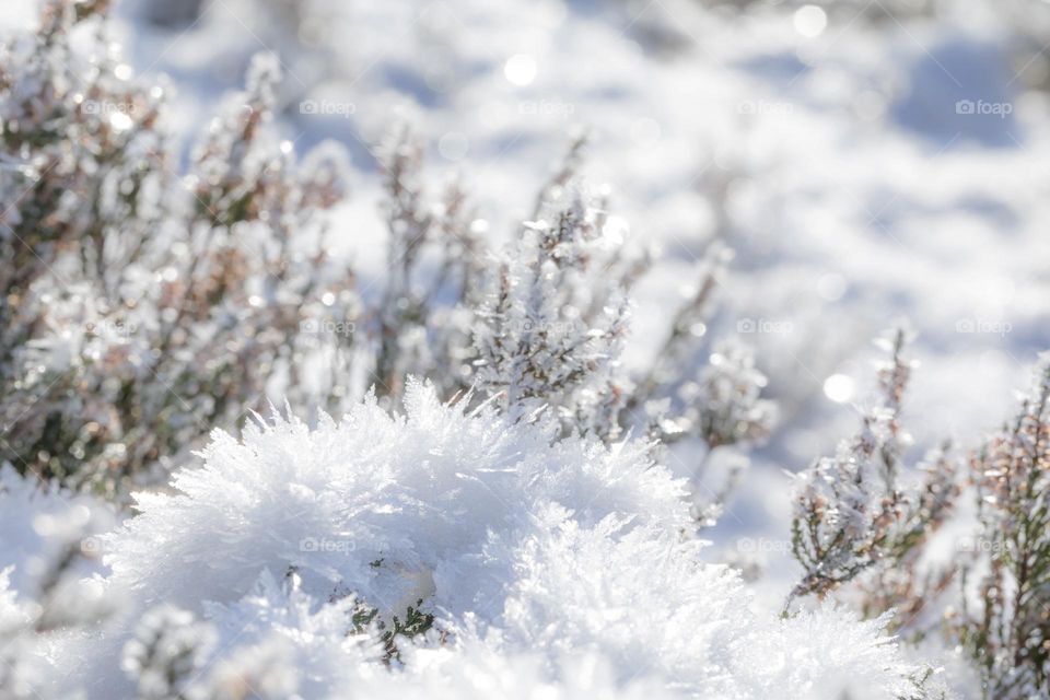Closeup of beautiful frost and snow covering heather plants and the ground on cold winter day in sunlight 