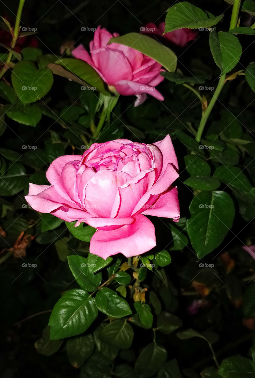Pink roses in the dark night.