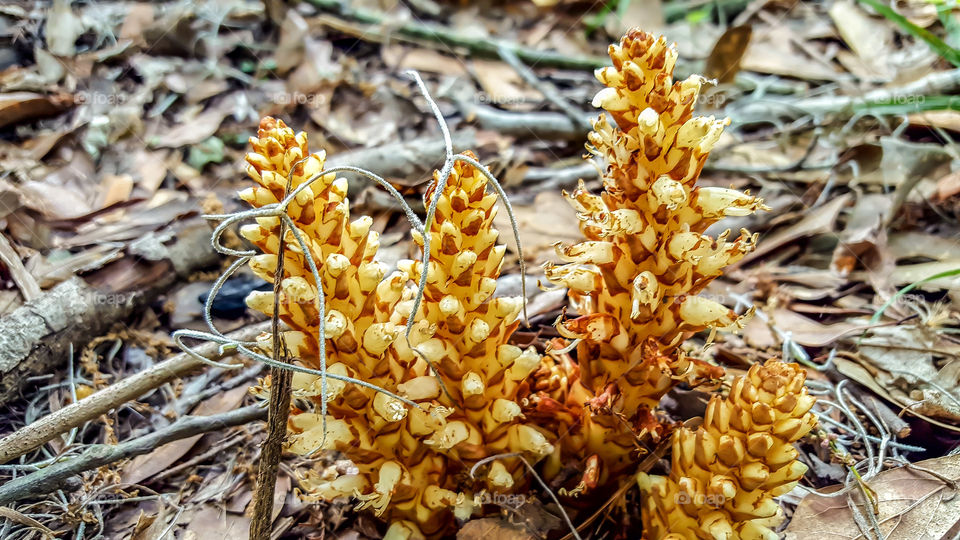 Cancer Root- A bunch of cancer roots growing by some Savannah River oaks.