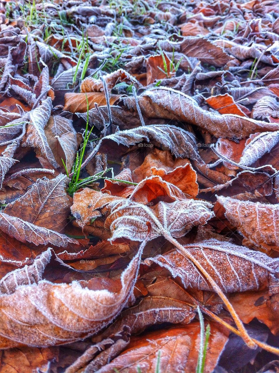 Frosty winter start! Frost covered grass and leaves in the garden.