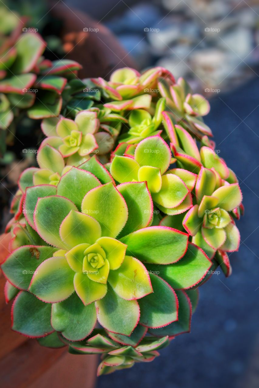 Beautiful succulent 💖😍