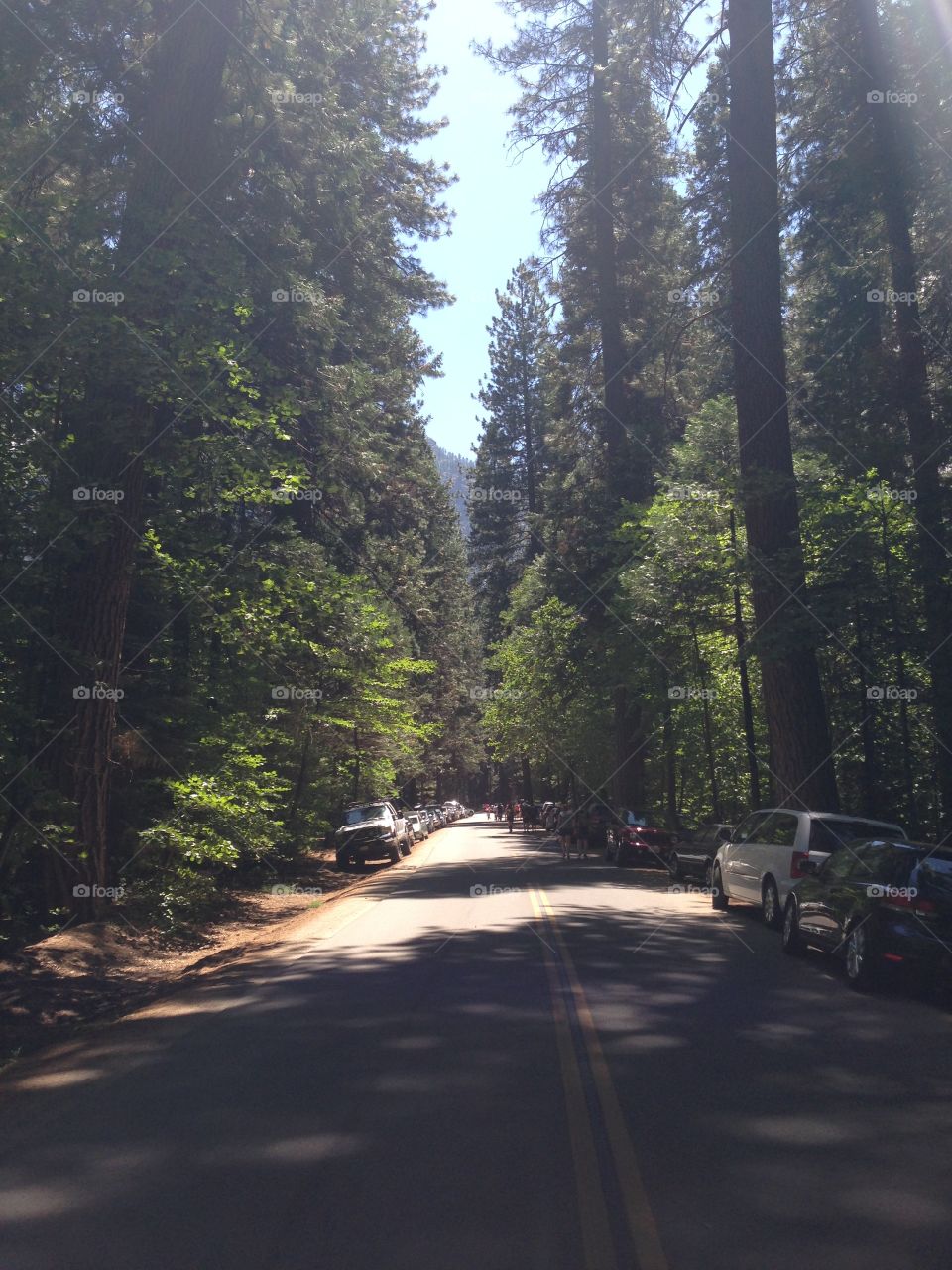 National Park, Road, California, Forest