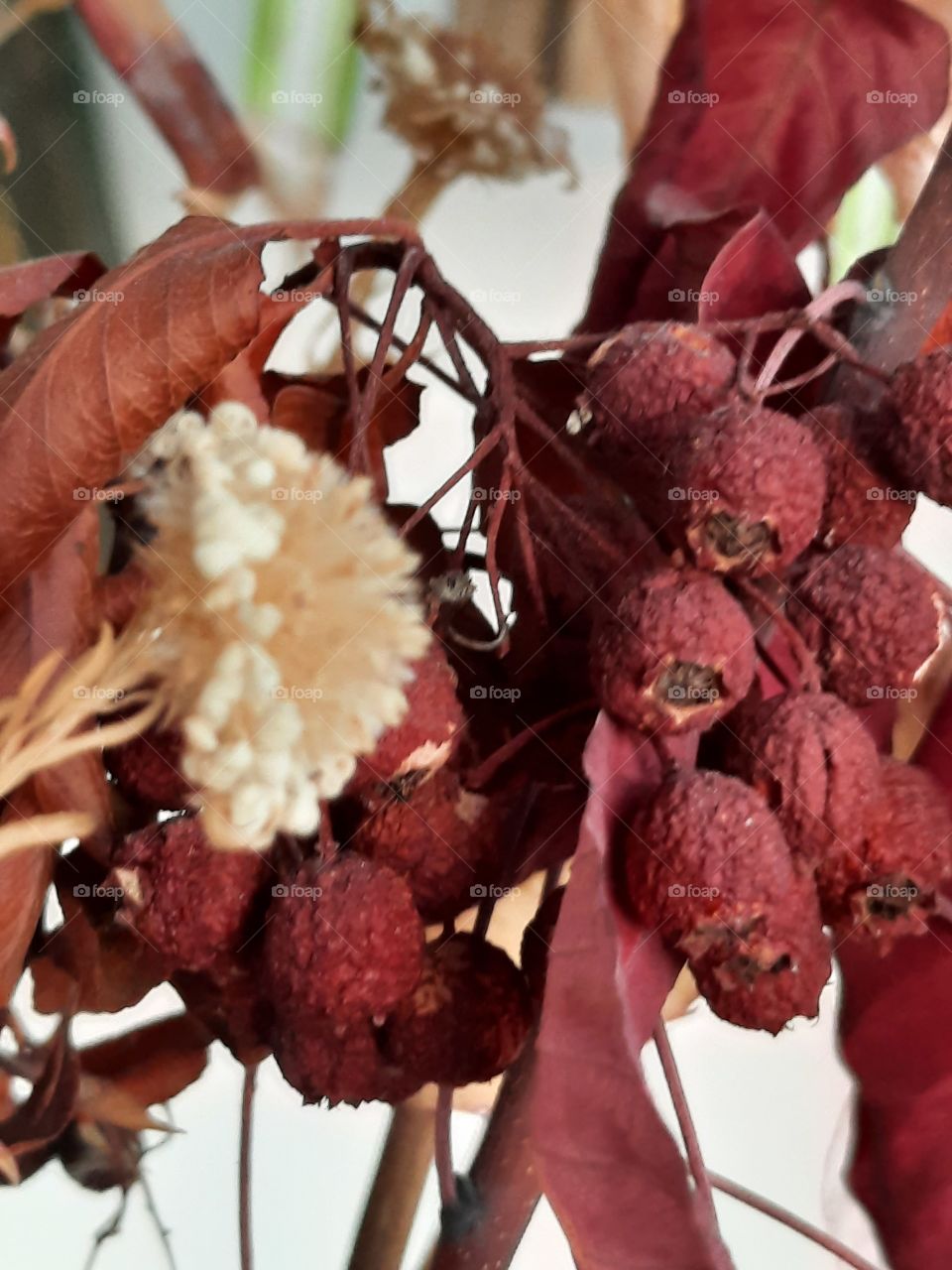 still life in winter - dried leaves flower and red berries