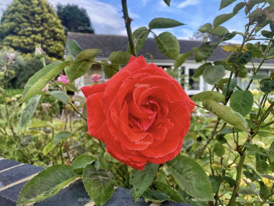 Red rose in the garden 