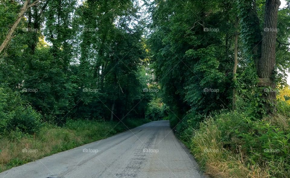 road through the woods